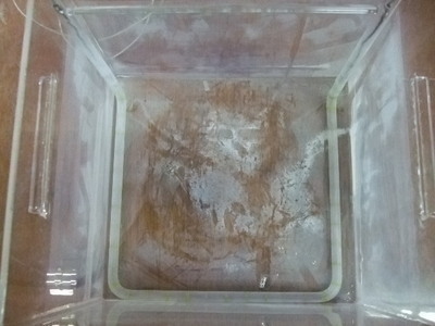  石英製水槽 