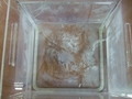  石英製水槽 